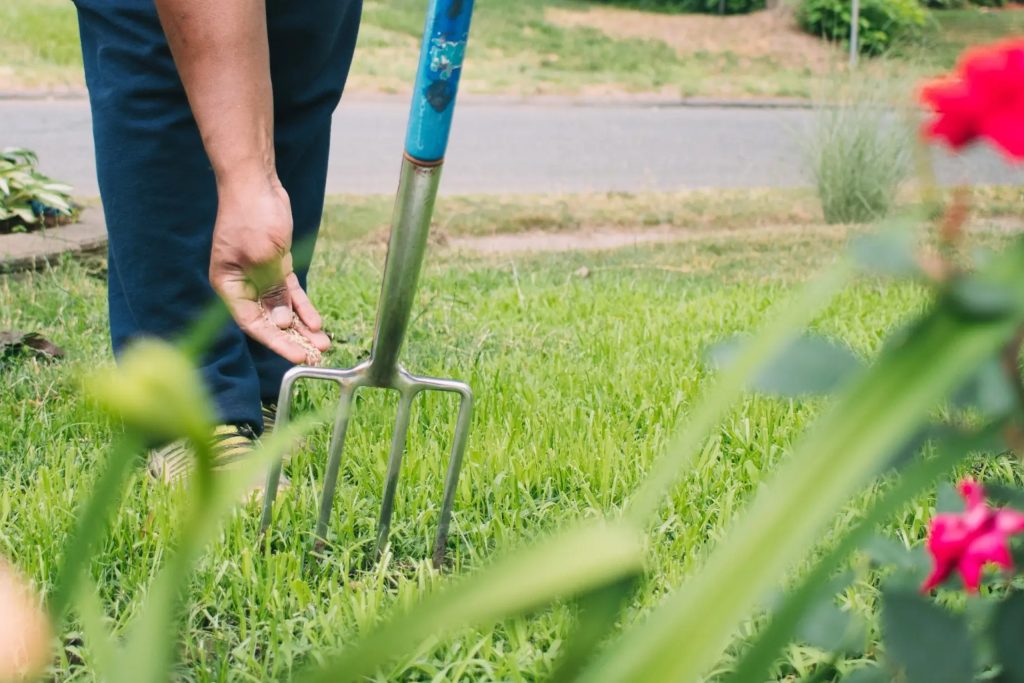 grass seeding