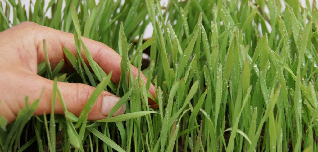 Lawn Analysis